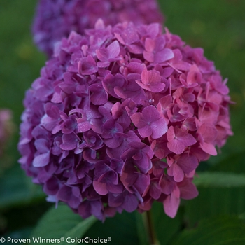 Hydrangea macrophylla Let's Dance® 'Rave®' (089168)