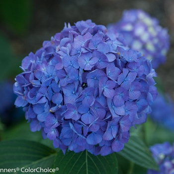 Hydrangea macrophylla Let's Dance® 'Rave®' (089169)