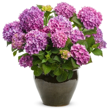 Hydrangea macrophylla Let's Dance® 'Rave®' (089170)