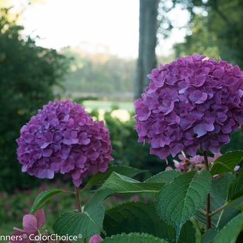 Hydrangea macrophylla Let's Dance® 'Rave®' (089174)