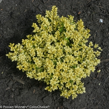 Ilex crenata 'Brass Buckle®' (089176)