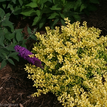 Ilex crenata 'Brass Buckle®' (089178)