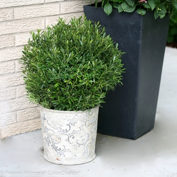 Ilex glabra 'Gem Box®' (089182)