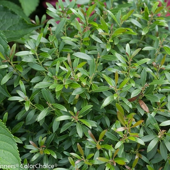 Ilex glabra 'Gem Box®' (089183)