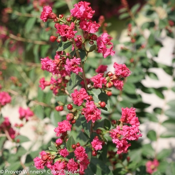 Lagerstroemia indica Infinitini® 'Brite Pink' (089185)