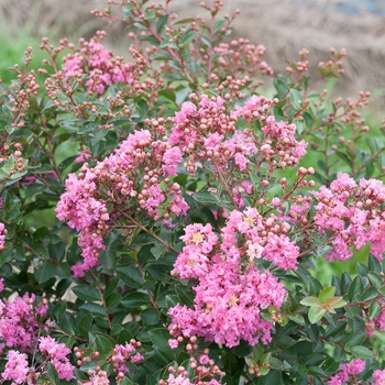 Lagerstroemia indica Infinitini® 'Brite Pink' (089186)