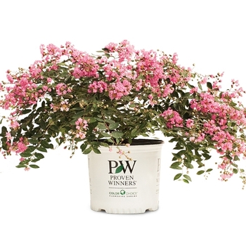 Lagerstroemia indica Infinitini® 'Brite Pink' (089187)