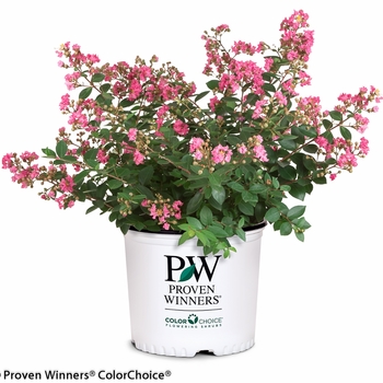 Lagerstroemia indica Infinitini® 'Brite Pink' (089189)