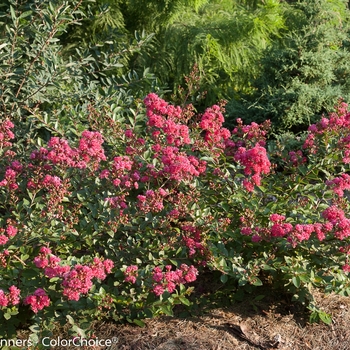 Lagerstroemia indica Infinitini® 'Magenta' (089192)