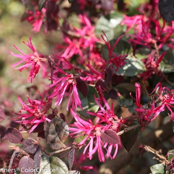 Loropetalum chinense 'Jazz Hands Bold™' (089194)