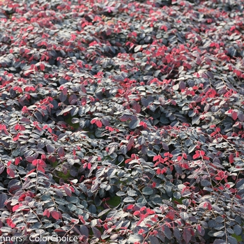 Loropetalum chinense Jazz Hands® '' (089196)