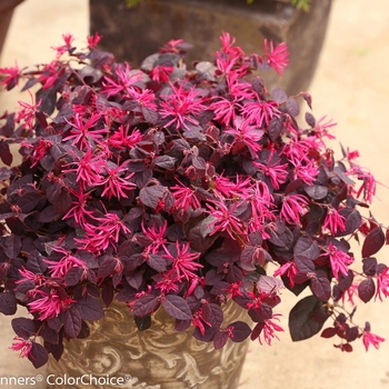 Loropetalum chinense Jazz Hands® '' (089197)