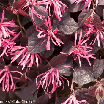 Loropetalum chinense Jazz Hands® '' (089198)