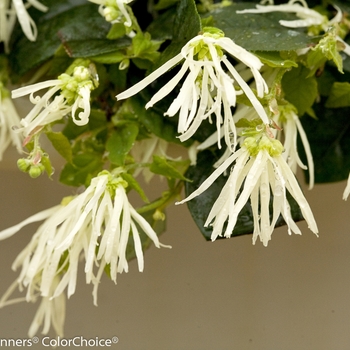 Loropetalum chinense Jazz Hands® 'Dwarf White' (089199)