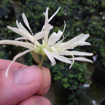 Loropetalum chinense Jazz Hands® 'Dwarf White' (089200)