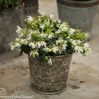 Loropetalum chinense Jazz Hands® 'Dwarf White' (089201)