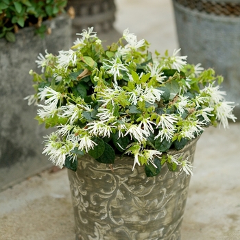 Loropetalum chinense Jazz Hands® 'Dwarf White' (089203)