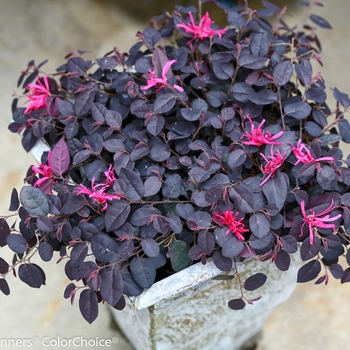 Loropetalum chinense 'Jazz Hands Mini®' (089205)