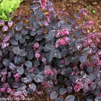 Loropetalum chinense 'Jazz Hands Variegated®' (089208)