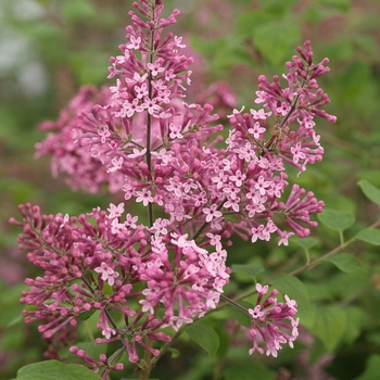 Syringa Bloomerang® 'Pink Perfume' (089217)