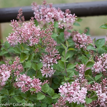 Syringa Bloomerang® 'Pink Perfume' (089218)