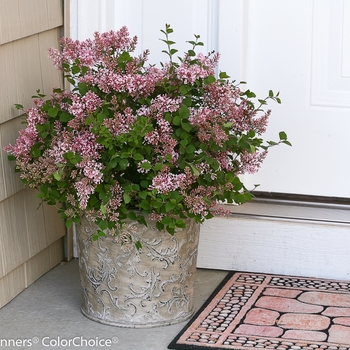 Syringa Bloomerang® 'Pink Perfume' (089219)