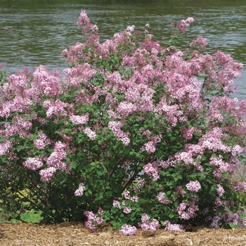 Syringa Bloomerang® 'Pink Perfume' (089220)