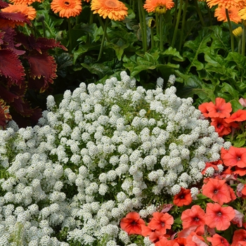 Lobularia 'Snow Globe White' (089231)