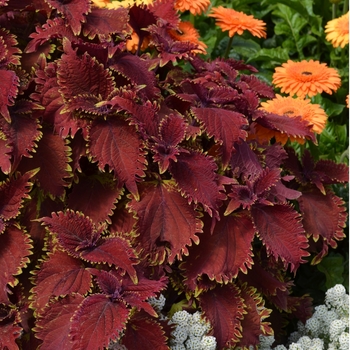 Coleus Under The Sea™ 'King Crab' (089232)