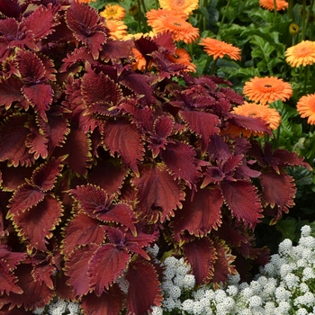 Coleus Under The Sea™ 'King Crab' (089233)