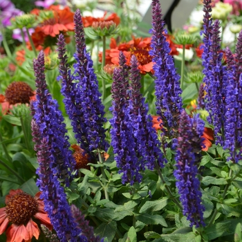 Salvia nemorosa Sensation™ 'Deep Blue' (089235)