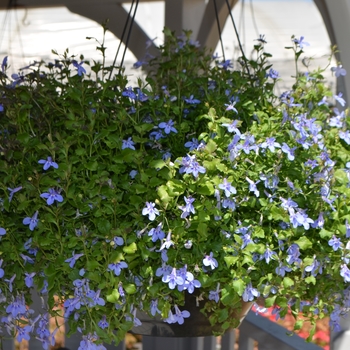 Lobelia Nautica™ 'Blue Skies' (089237)