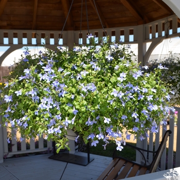 Lobelia Nautica™ 'Blue Skies' (089239)