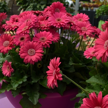 Gerbera Garvinea® 'Sweet Dreams' (089241)