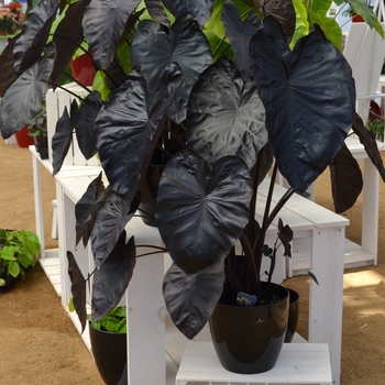 Colocasia esculenta Royal Hawaiian® 'Black Coral' (089256)