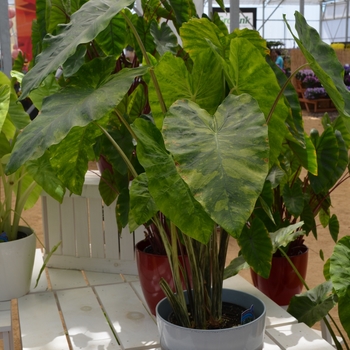 Colocasia esculenta Royal Hawaiian® 'Morning Dew' (089261)