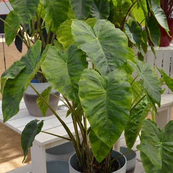 Colocasia esculenta Royal Hawaiian® 'Morning Dew' (089262)