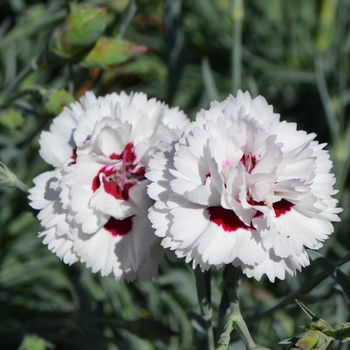 Dianthus Devon Cottage™ 'Bright Eyes' (089272)