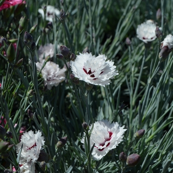 Dianthus Devon Cottage™ 'Bright Eyes' (089273)