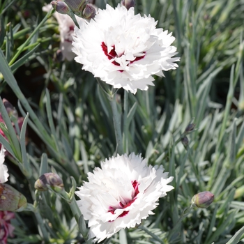 Dianthus Devon Cottage™ 'Bright Eyes' (089274)