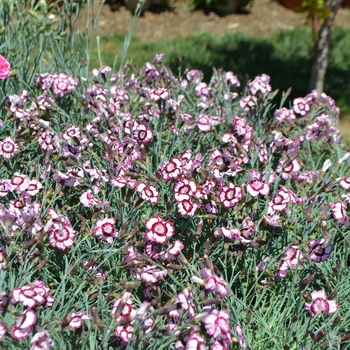 Dianthus Premier™ 'Raspberry Swirl' (089277)