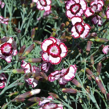 Dianthus Premier™ 'Raspberry Swirl' (089278)