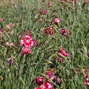 Dianthus 'Spangled Star' (089287)