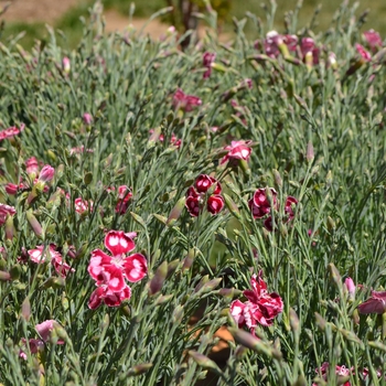 Dianthus 'Spangled Star' (089288)