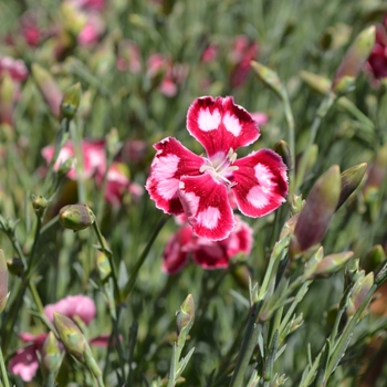 Dianthus 'Spangled Star' (089289)