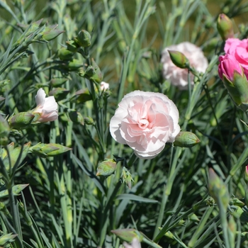 Dianthus Devon Cottage™ 'Blushing Maiden' (089292)