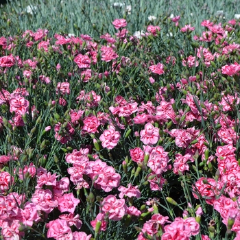 Dianthus Premier™ 'Starburst' (089294)