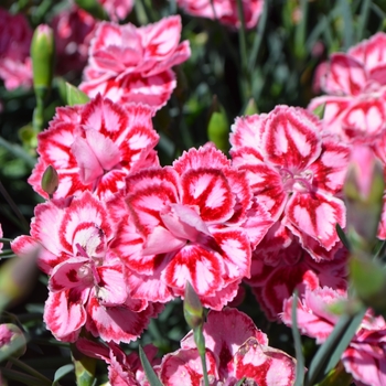 Dianthus Premier™ 'Starburst' (089295)