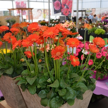 Gerbera Garvinea® 'Sweet Glow' (089299)