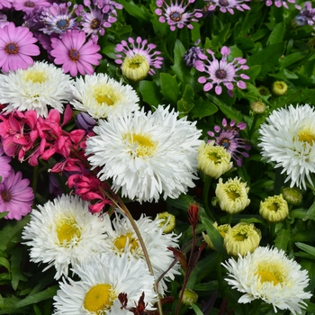 Leucanthemum x superbum Ooh La™ 'LaSpider' (089302)